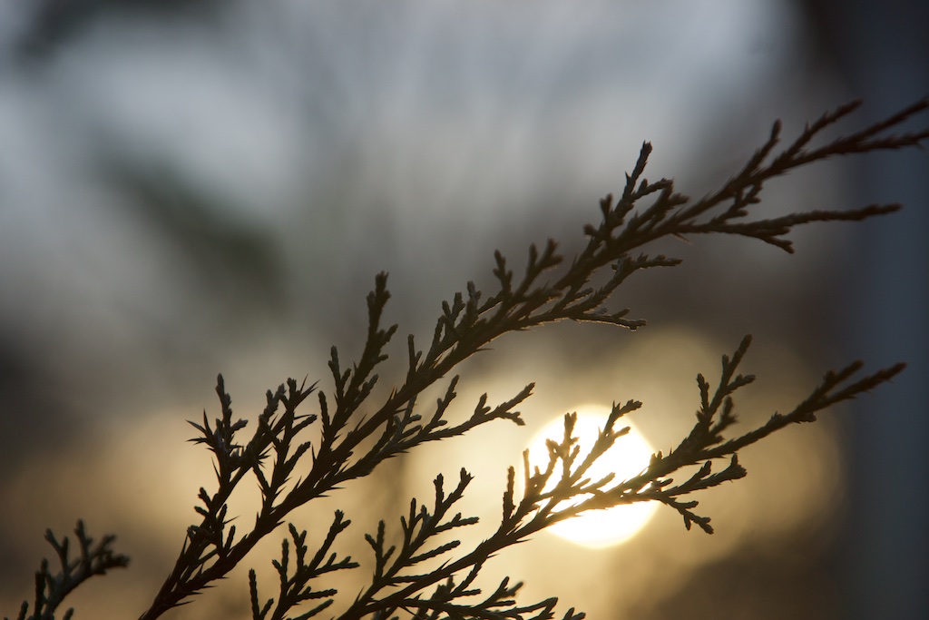 SunnyBranch